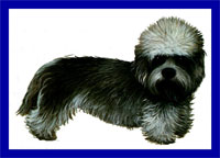 a well breed Dandie Dinmont Terrier dog